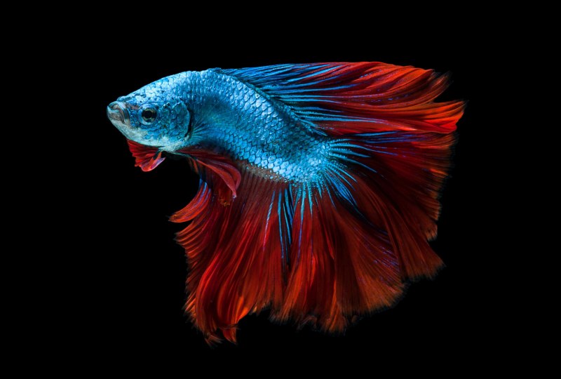 Рыбка петушок Betta splendens