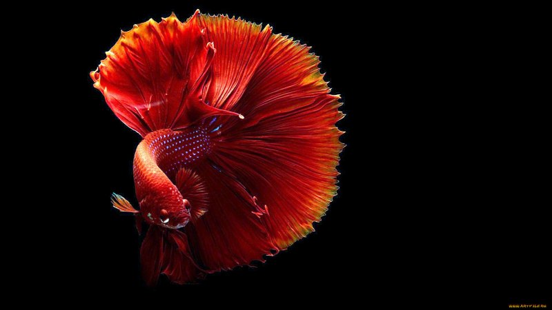 Betta Crowntail