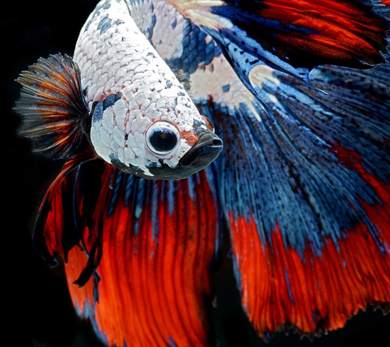 Betta splendens plakat HM Black