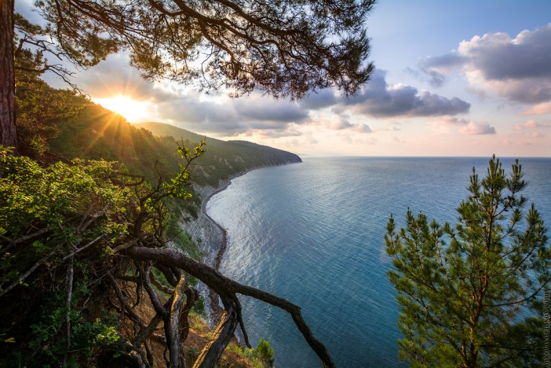 Бетта черное море