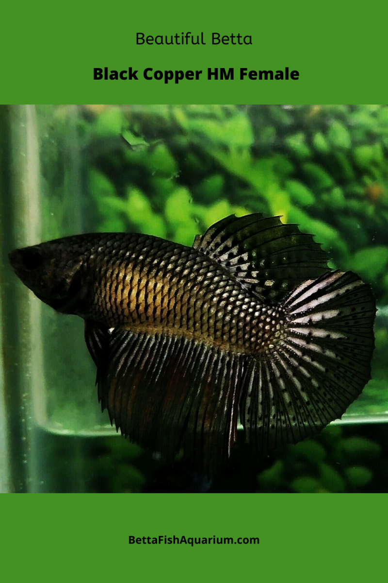 Бойцовая рыбка или петушок (Betta splendens)