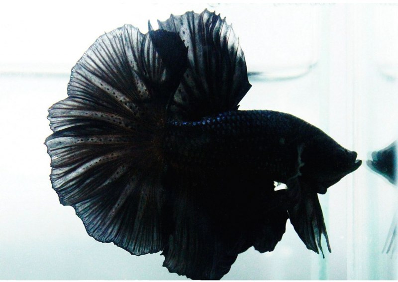 Betta рыбка черная Орхидея