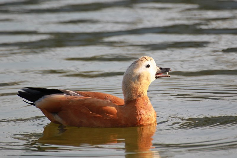 Огарь, красная утка (Tadorna ferruginea)