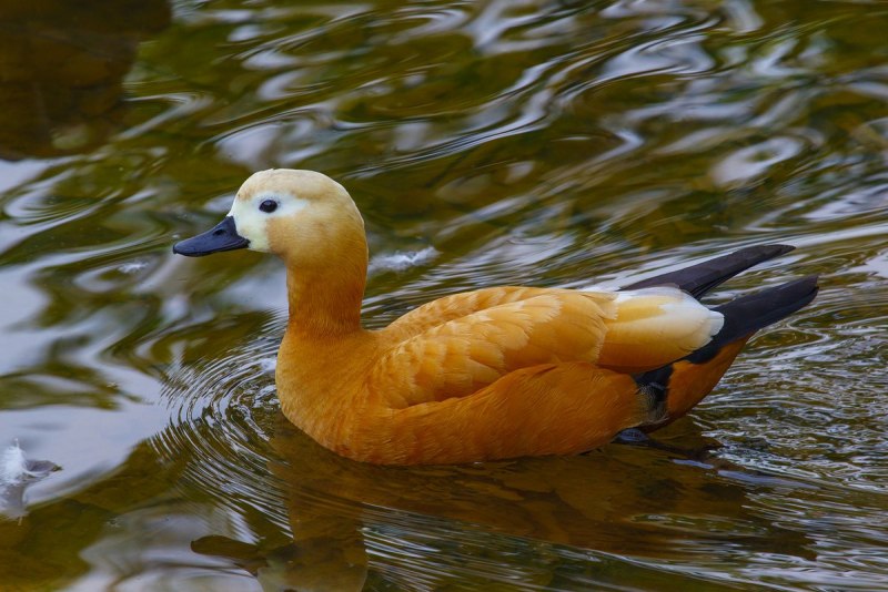 Огарь Tadorna ferruginea