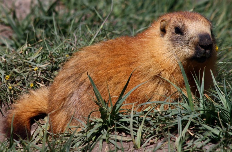 Седой сурок (Marmota caligata)