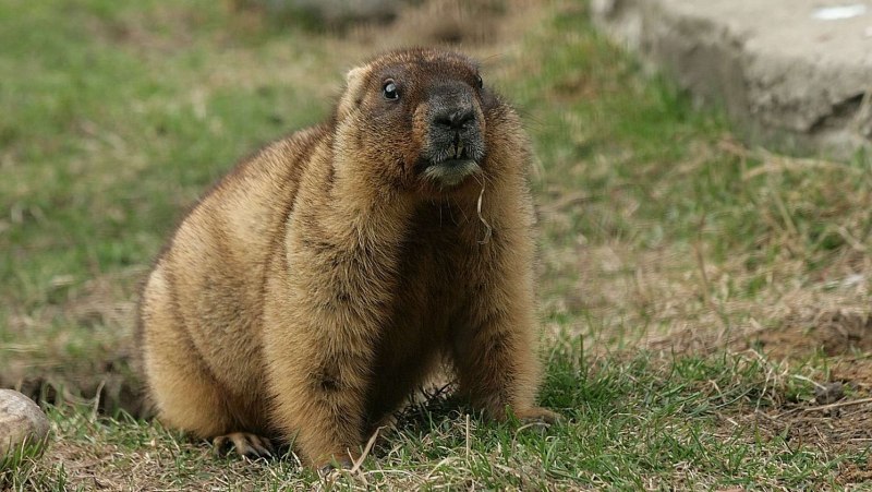 Сурок Байбак Марий Эл