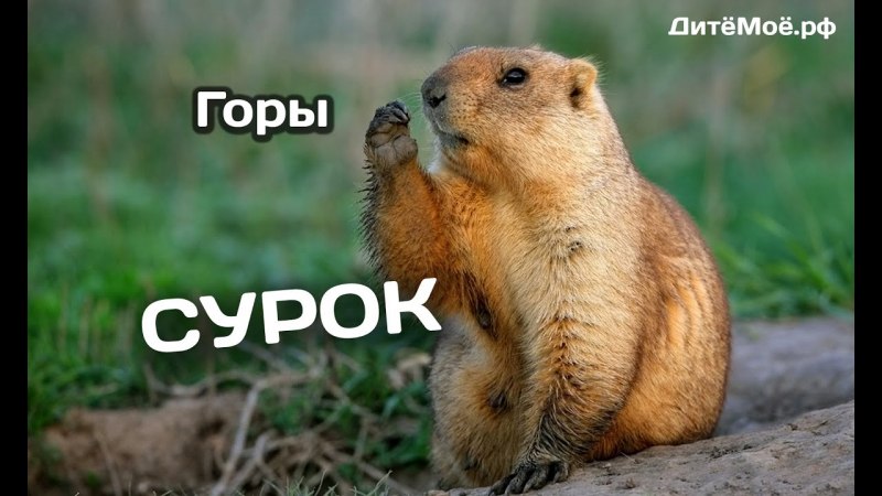 Суслик и сурок