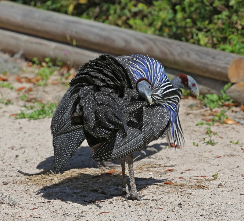 Vulturine Guineafowl
