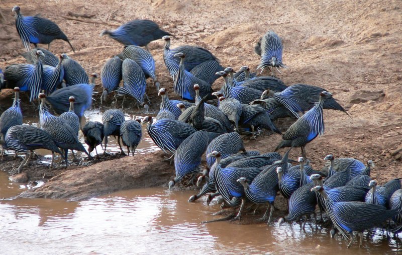 Crop Bird
