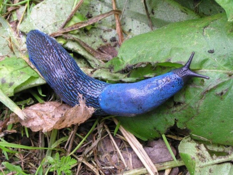 Bielzia coerulans