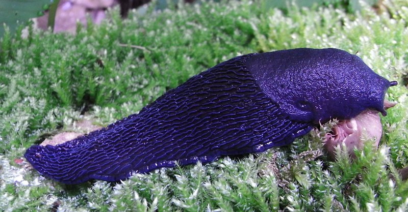 Bielzia coerulans
