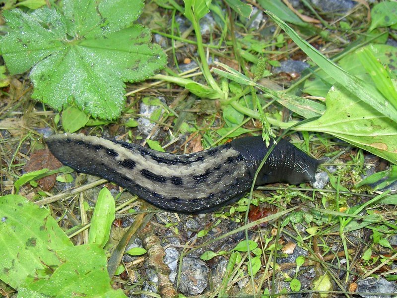 Pteraeolidia ianthina