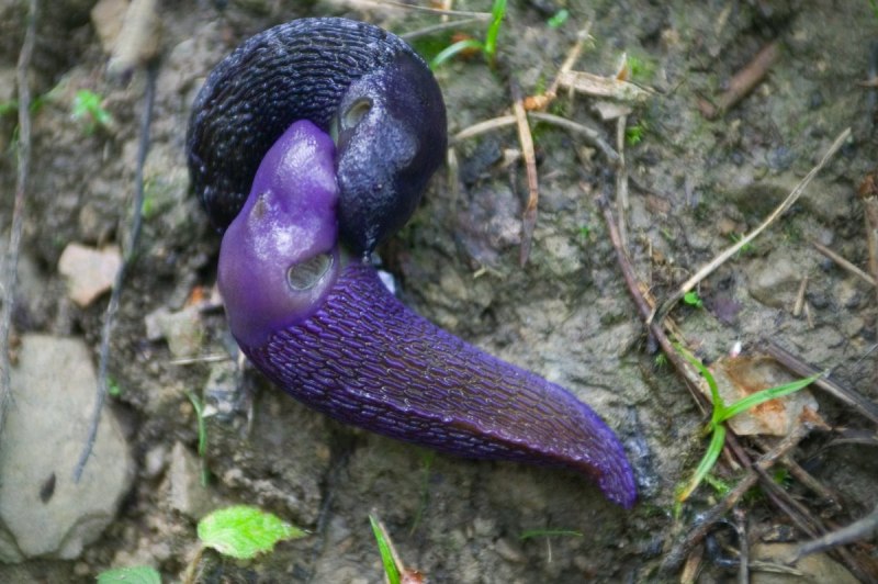 Улитка-лимацида Bielzia coerulans