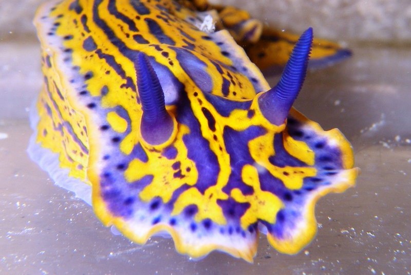 Голожаберные (Nudibranchia)