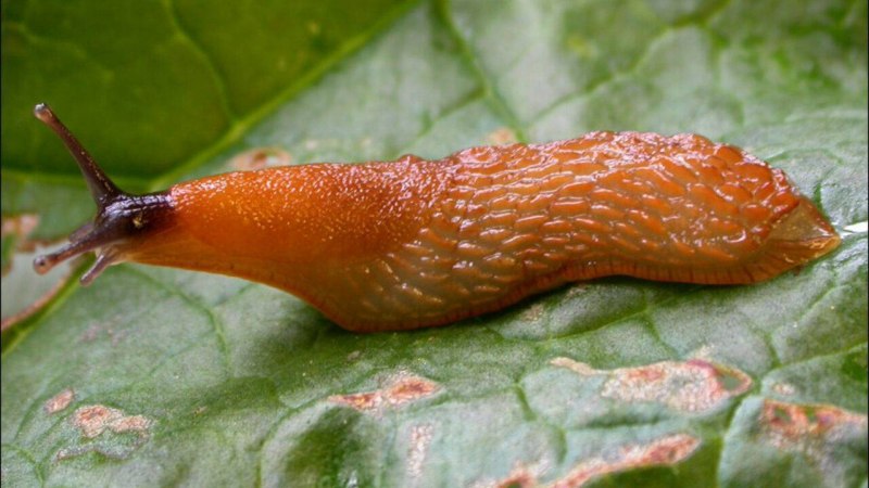 СЛИЗЕНЬ Limax Maximus леопардовый