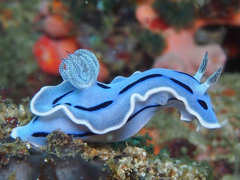 Морские брюхоногие моллюски морские