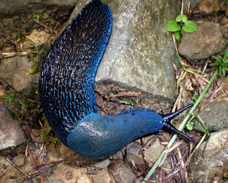 Bielzia coerulans
