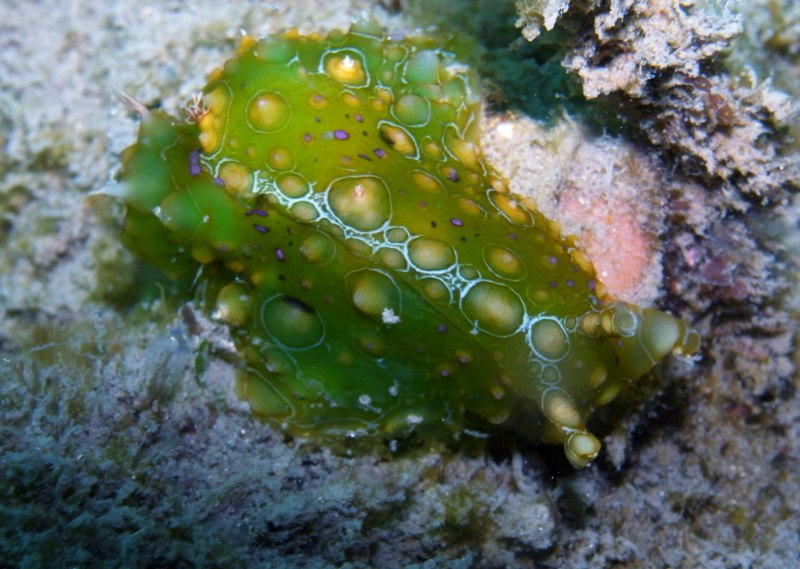 Морской СЛИЗНЯК Голожаберник