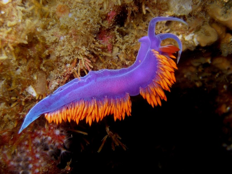 Морской СЛИЗНЯК Голожаберник