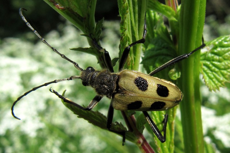 Жук усач Pachyta quadrimaculata (Linnaeus, 1758)