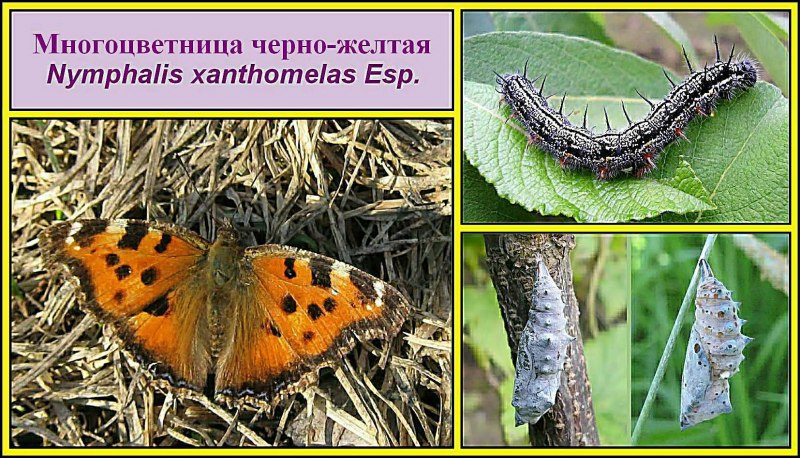Гусеница Коцебу