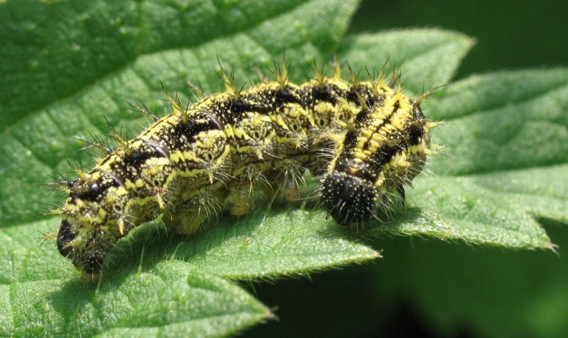 Aglais urticae гусеница