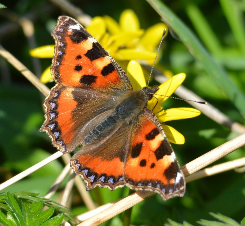 Крапивница Aglais urticae