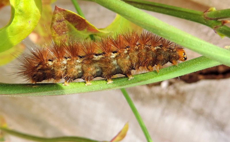 Hyalophora Cecropia гусеница