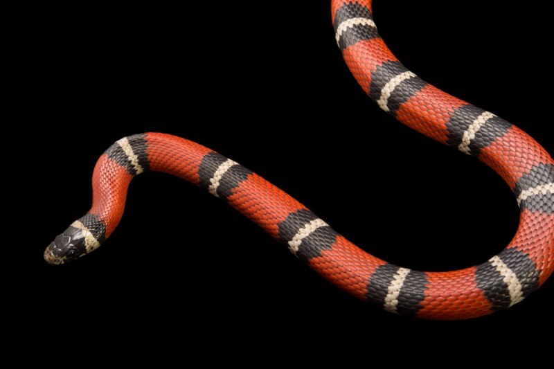 Lampropeltis Triangulum