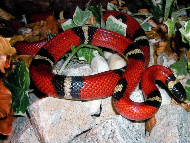 Молочная змея синалойская (Lampropeltis Triangulum sinaloae)