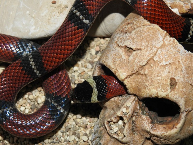 Lampropeltis Triangulum sinaloae