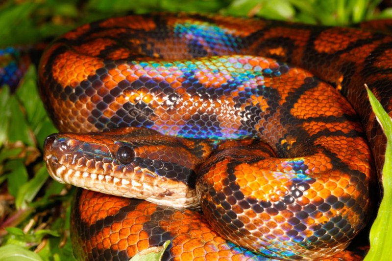 Колючая кустарниковая гадюка (Atheris hispida)