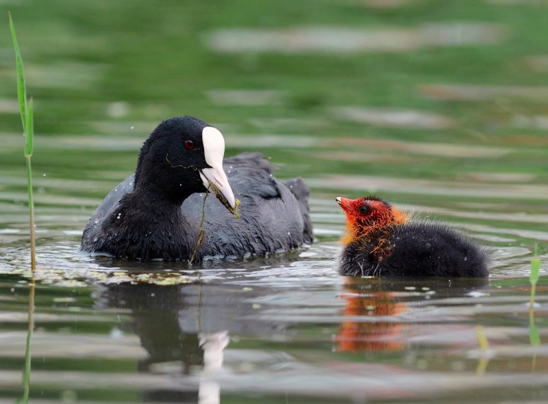 Лысуха (Fulica atra)