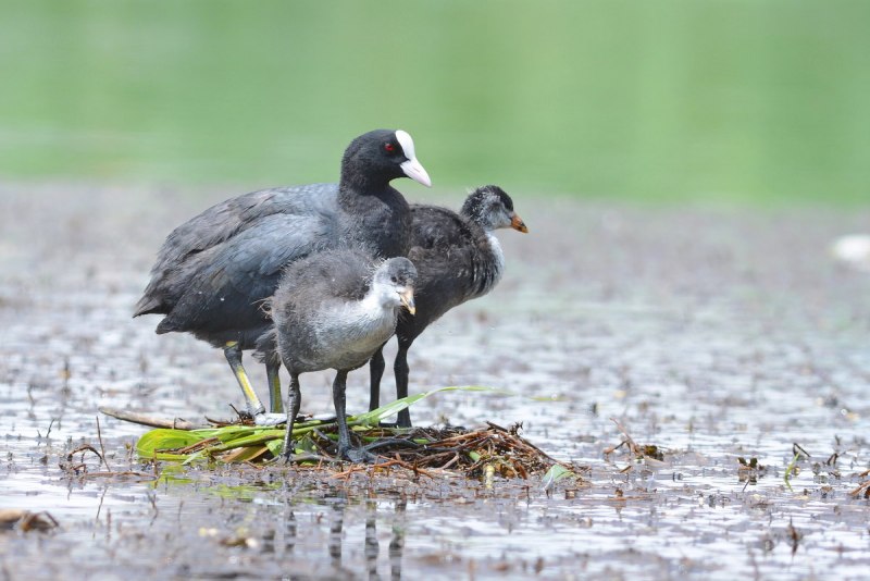 Лысуха (Fulica atra)