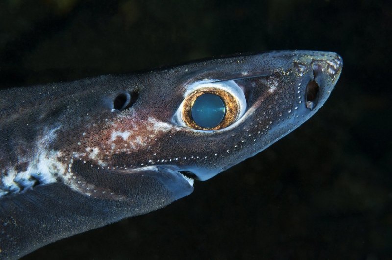 Squalus acanthias