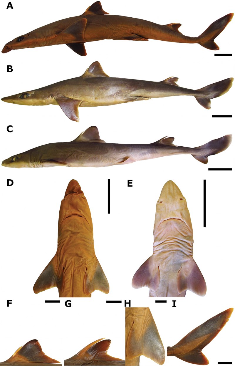 Spiny Dogfish