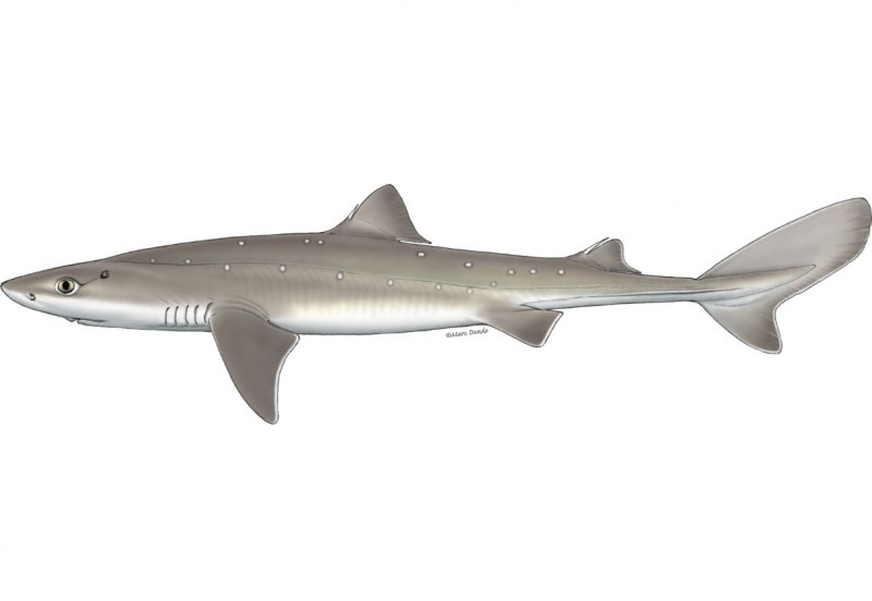 Squalus acanthias
