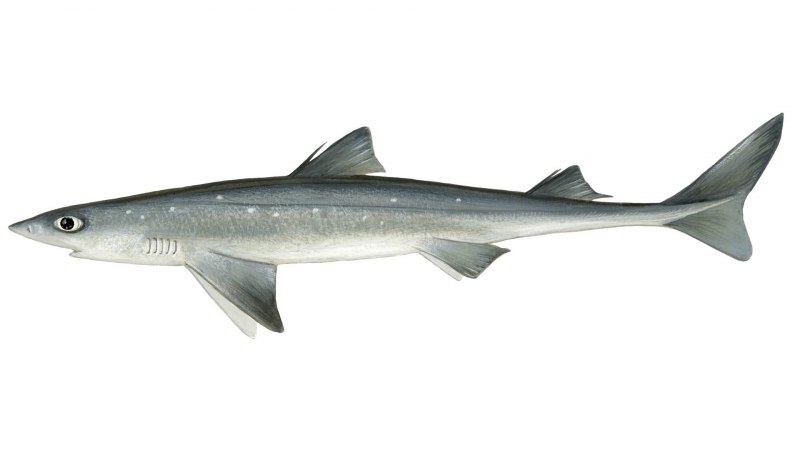 Колючая акула Катран Squalus acanthias