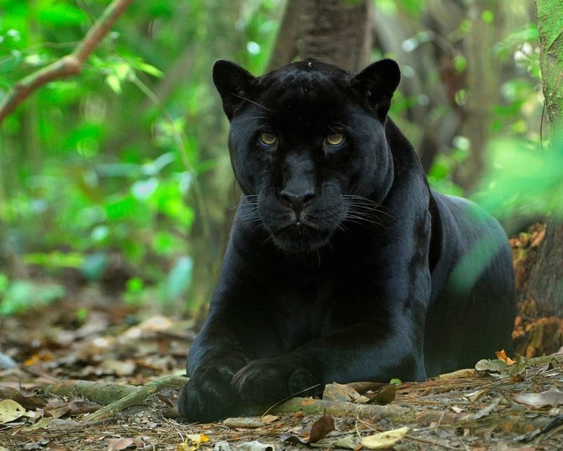 Черная пантера Nat geo Wild