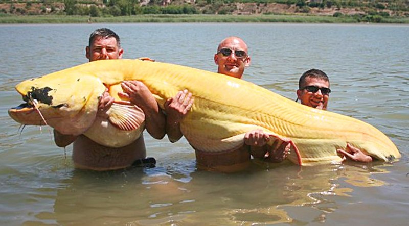 Рыбка коридорас крапчатый