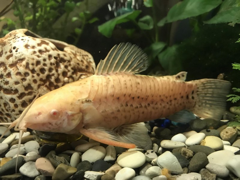 Ostracion cubicus