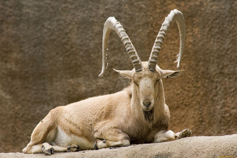 Альпийский Козерог (Capra Ibex)
