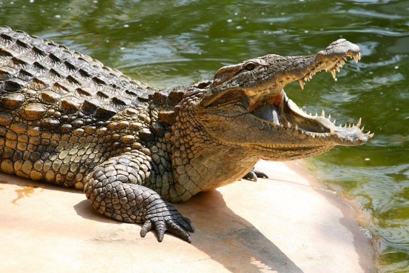 Крокодил рептилия (38 фото)