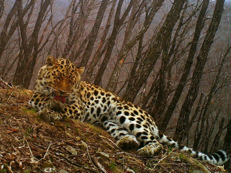 Ета Leopard Китай