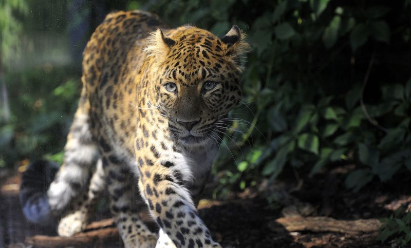 Леопард Panthera pardus
