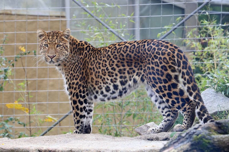 Леопард Panthera pardus