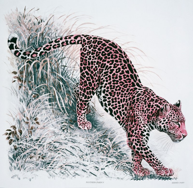 Дальневосточный леопард (Panthera pardus orientalis)