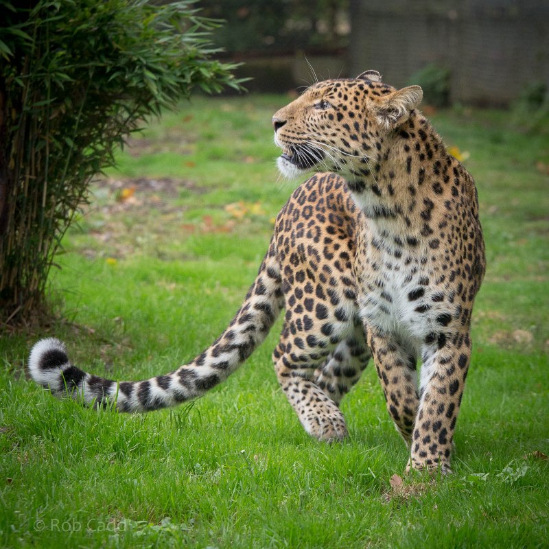 Panthera pardus japonensis