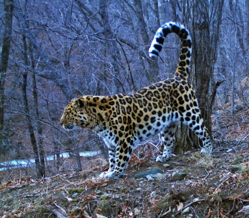 Перуанский Ягуар