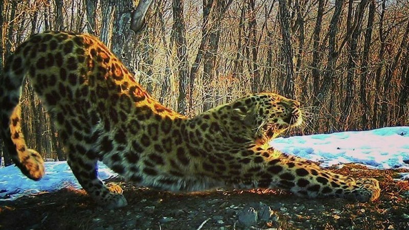 Роскошный леопард